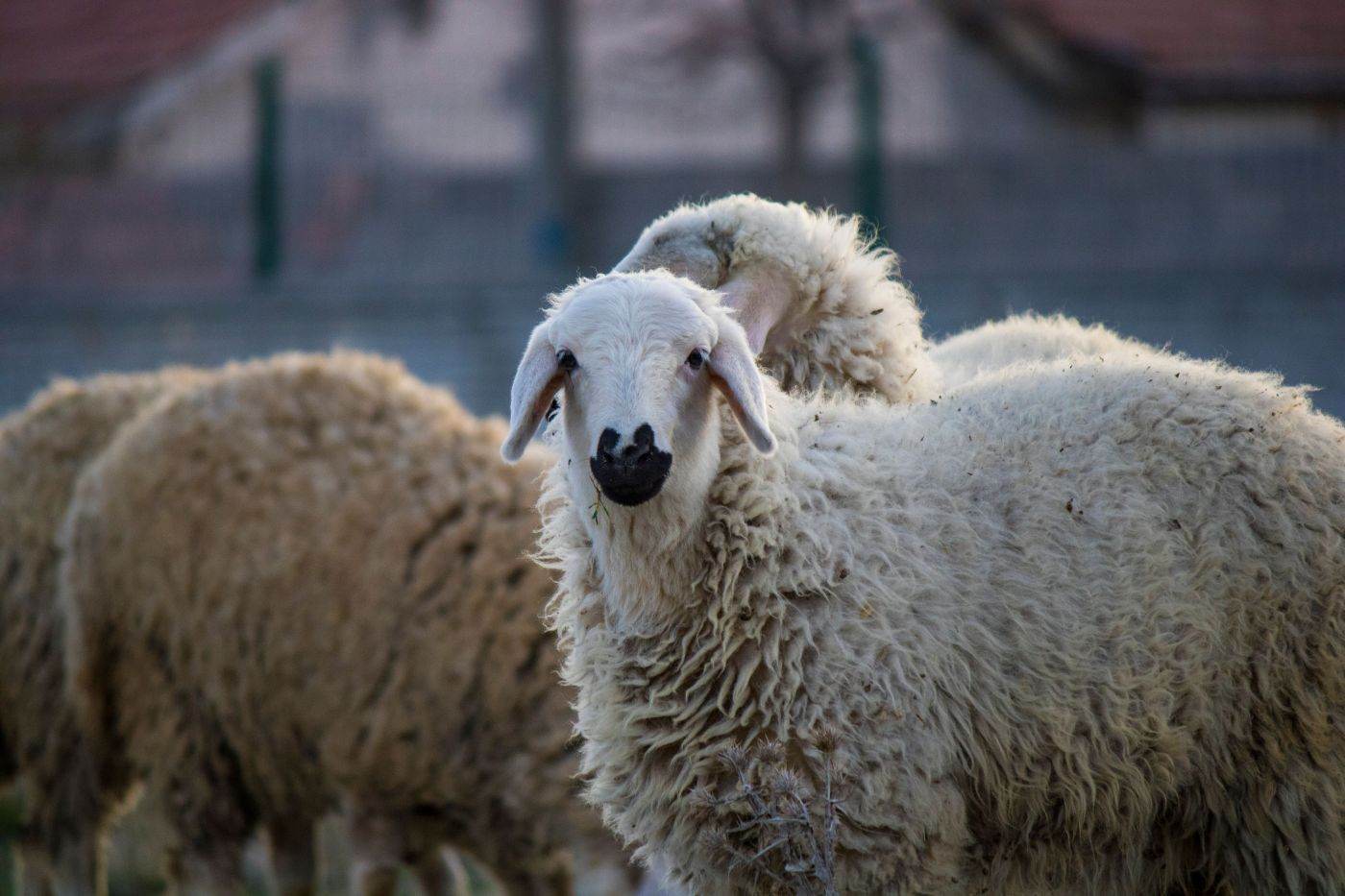 România ar putea primi 1,1 milioane de doze de vaccin pentru ovine şi caprine pe 24 octombrie